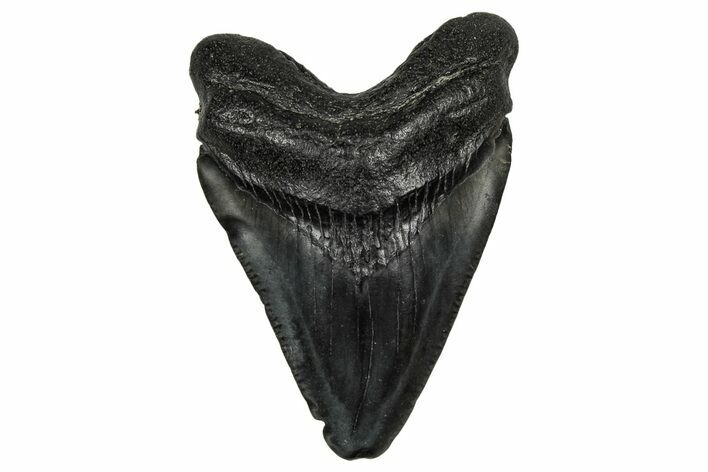 Juvenile Megalodon Tooth - South Carolina #340418